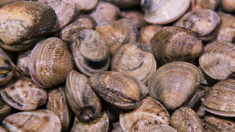 Die bereitgestellten Muscheln sollen den Krebsen als neue Wohnung dienen.