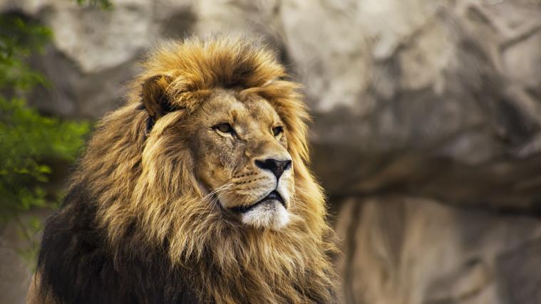 Im Nürnberger Tiergarten gebe es nur Platz für 2 Löwen, die sich dort vermehren sollen, sagt Zoodirektor Dag Encke. (Symbolbild)
