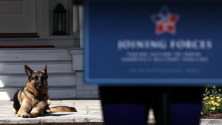 Schäferhund Champ wird ins Weiße Haus einziehen.