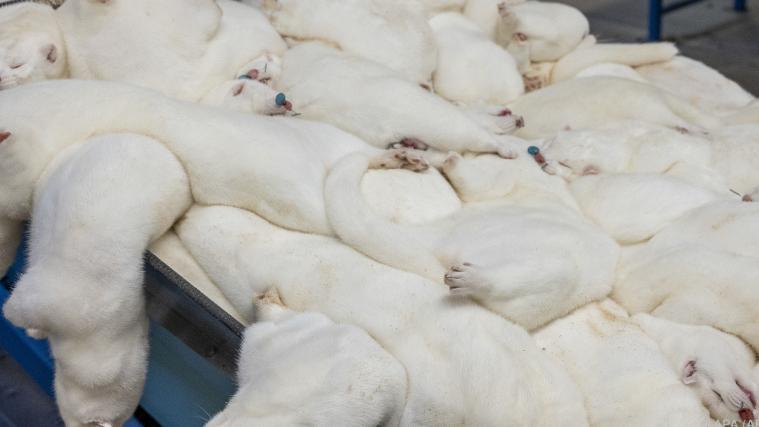 Trauriges Schicksal für die Pelztiere.