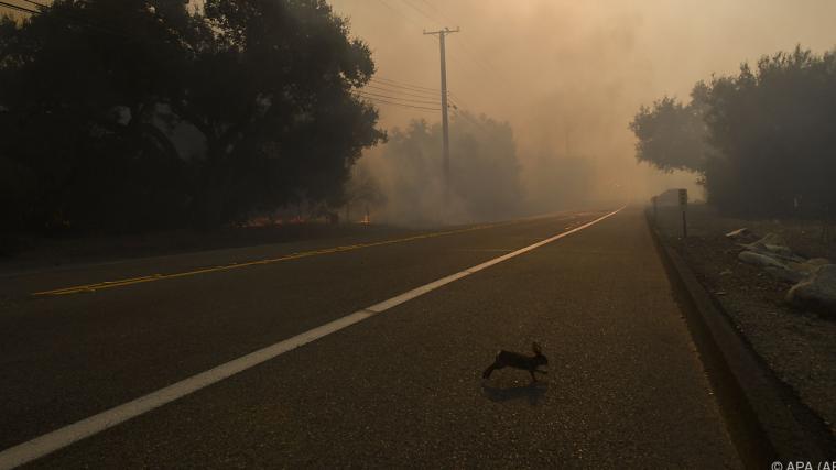 Auch Tiere fliehen vor den Flammen.