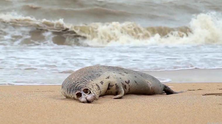 Fast 300 tote Robben wurden an einen Strand in Russland angespült.