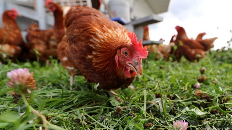 Mehr als eine Million Hühner sollen nach einem Ausbruch der Vogelgrippe auf einer japanischen Eierfarm gekeult werden. Symbolbild