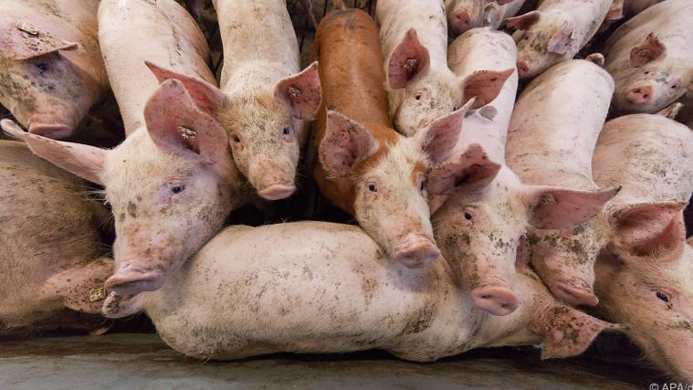 Pandemiebedingter "Schweinestau" in Deutschland.