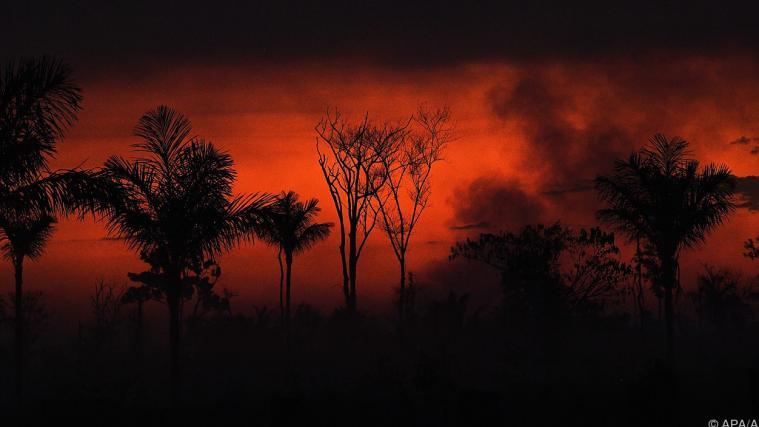 43 Millionen Hektar Regenwald verschwanden seit 2004.