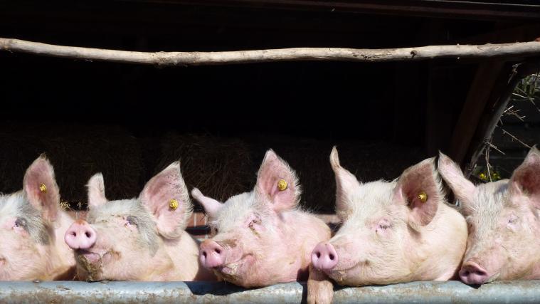 Forschern ist es gelungen, Schweine genetisch so zu verändern,dass sie trotz eines männlichen Chromosomensatzes weibliche Geschlechtsorgane ausbilden.