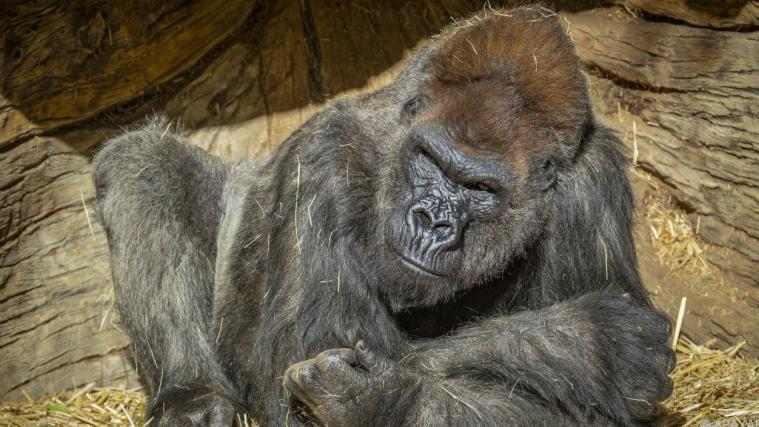 Gorilla Winston wurde mit Antikörpern behandelt.