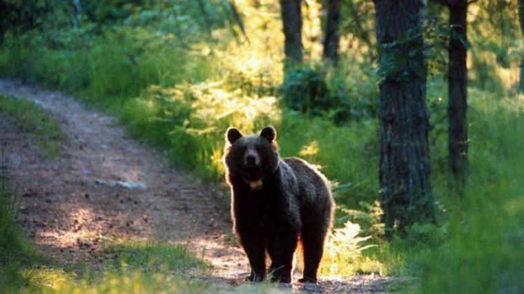 Im Trentino wurden Bären mit einem Schutz-Programm extra wieder angesiedelt