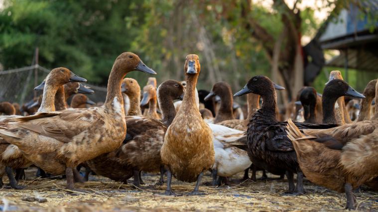 Tausende Vögel wurden in Indien wegen der Vogelgrippe bereits getötet, darunter mehrheitlich Enten.