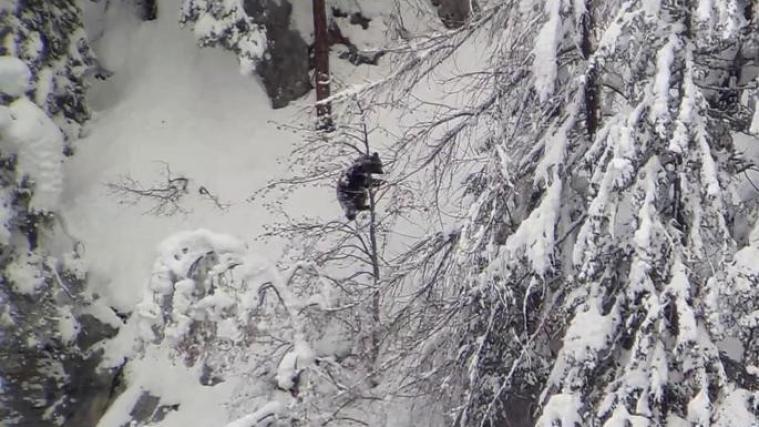Winterschlaf? Von wegen: Im Trentino sind mehrere Bären im Schnee unterwegs.