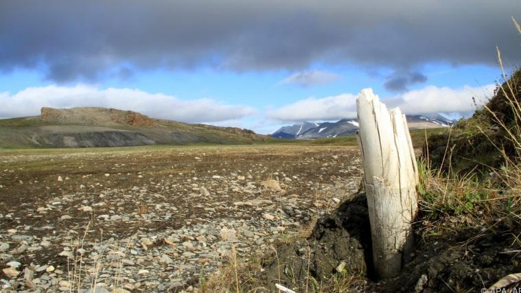 Aus den Zähnen von Mammuts aus dem sibirischen Permafrost haben Forscher die ältesten DNA-Spuren gewonnen, die der Wissenschaft jemals zur Verfügung standen.