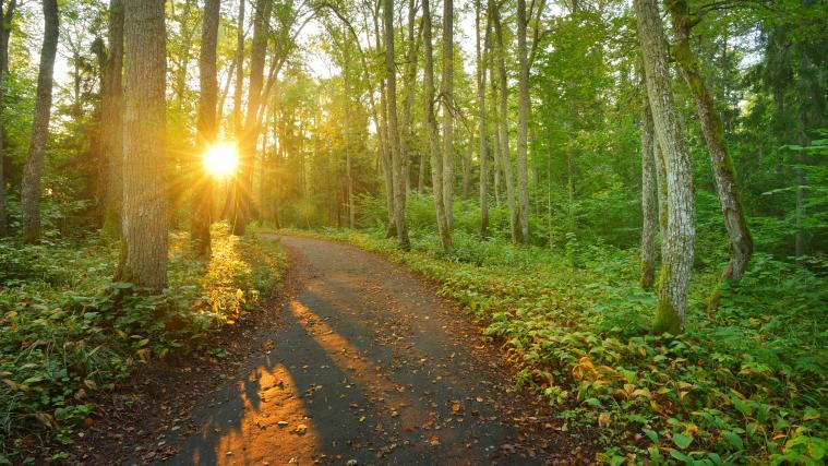 Der Wald solle zu einem lebendigen und symbolischen Ort werden, den alle Bürger genießen können, so die Architektin Paola Cavallini. (Symbolbild)