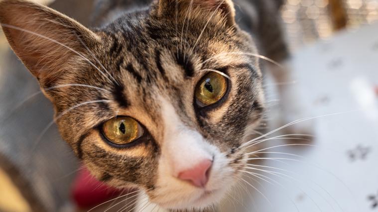 Eine Katze soll für die Misere verantwortlich sein.