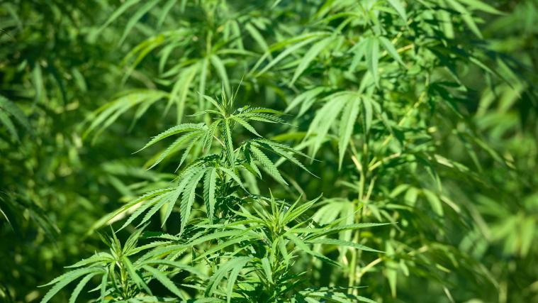 Als Hauptgrund für die Legalisierung von Cannabis gilt der Kampf gegen den strukturellen Rassismus.