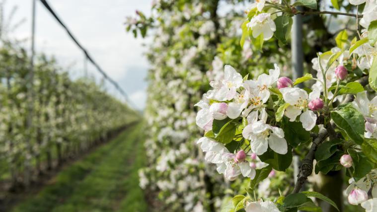 Bald schon erreicht der Golden Delicious in der Laimburg seine Vollblüte.