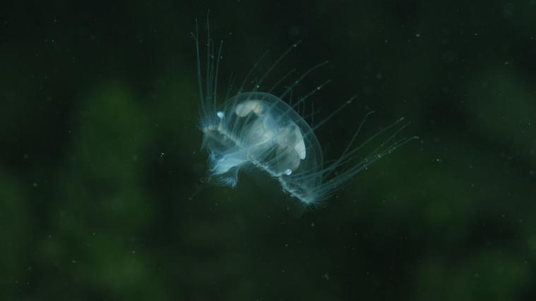 Die Quallen im Montiggler See werden seit über 5 Jahren beobachtet.