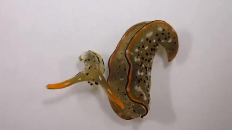 Diese Schnecke kann sich rundum erneuern.