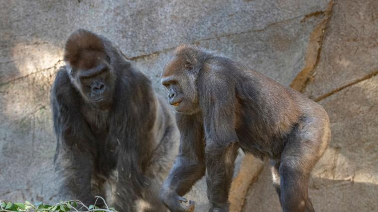 Diese zwei Gorillas waren im Jänner an Corona erkrankt. Nun wurden die ersten Menschenaffen gegen das Virus geimpft.
