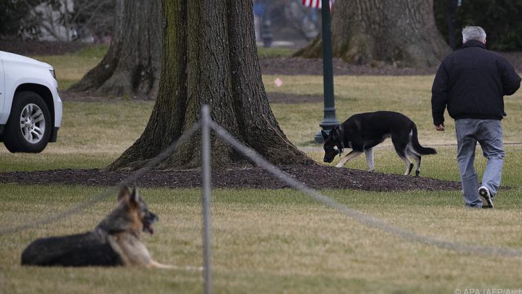 First Dogs Ende Jänner im Weißen Haus.