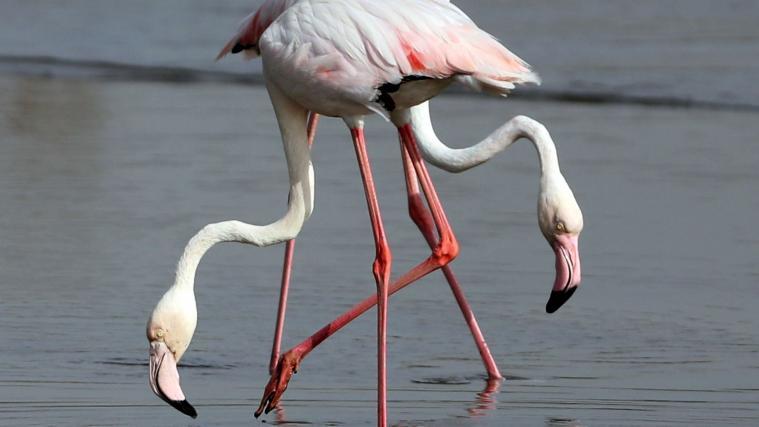 Für Flamingos gibt es einen Sekundärmarkt mit hohen Preisen.