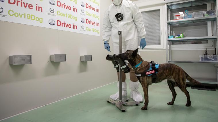 In Rom werden Hunde darauf trainiert, Corona im Schweiß zu erschnüffeln.