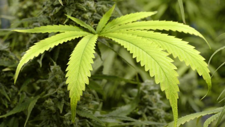 Mit Bussen brachten die Kriminellen das Marihuana aus Albanien in die EU.