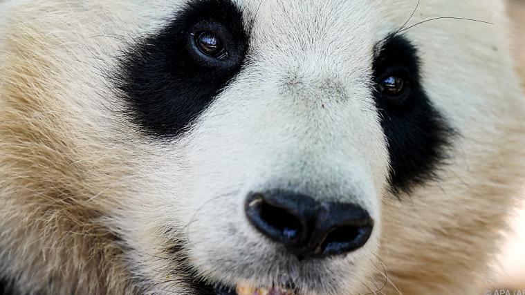 Pandas sind Einzelgänger und dürfen nicht unterschätzt werden.