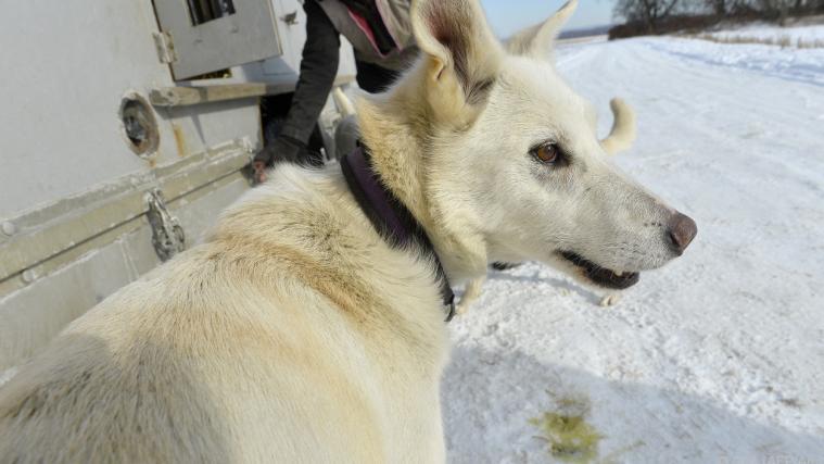 Schlittenhund ( vor Training zu Iditarod-Rennen.