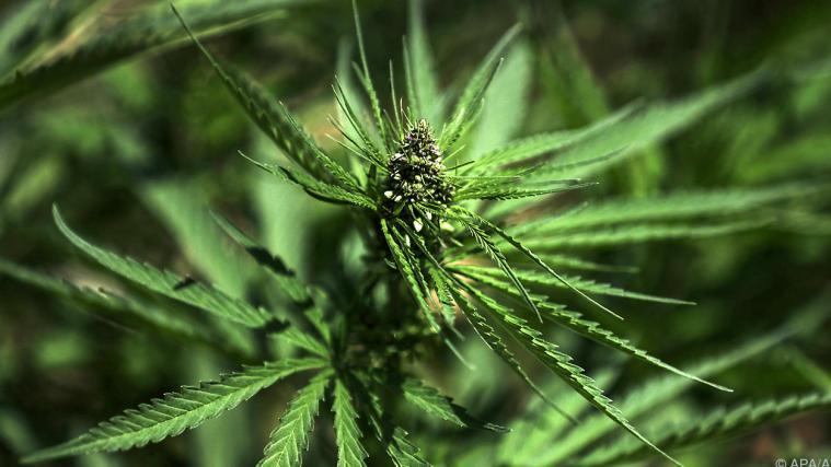 Tonnenweise Cannabis wurde gefunden.