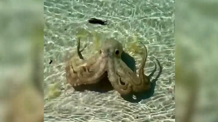 lance karlson octopus