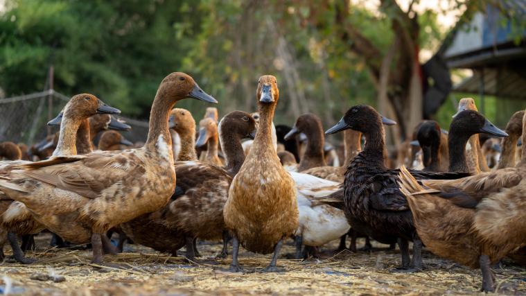 Die Tiere müssen getötet werden.