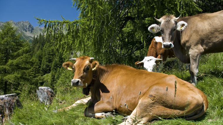 Gegen Blauzungenkrankheit müssen nur jene Tiere geimpft werden, die vorübergehend in Sperrgebiete, etwa eine dort liegende Alm, geschickt werden.