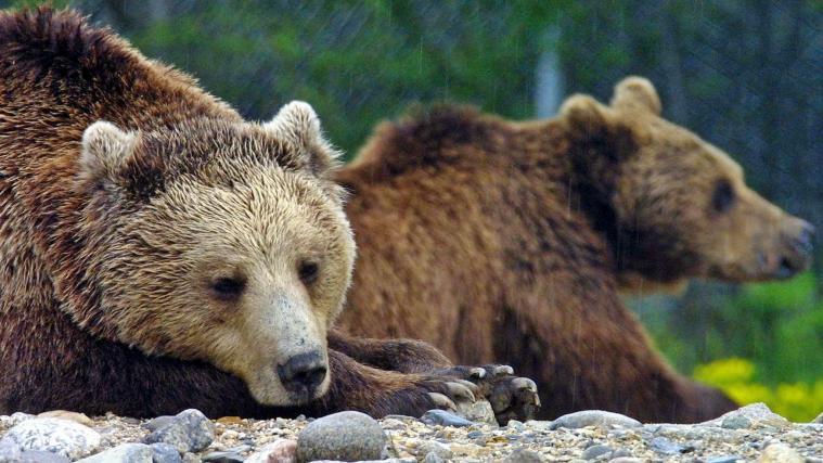 Im Trentino wird die Bärenpopulation größer.