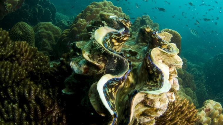 Rund 200 Tonnen Riesenmuscheln sollen auf den Philippinen beschlagnahmt worden sein.