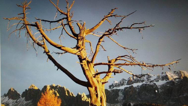 Vermutlich der am meisten fotografierte Baum in Gröden: der „Secon“ auf der Stevia-Alm.