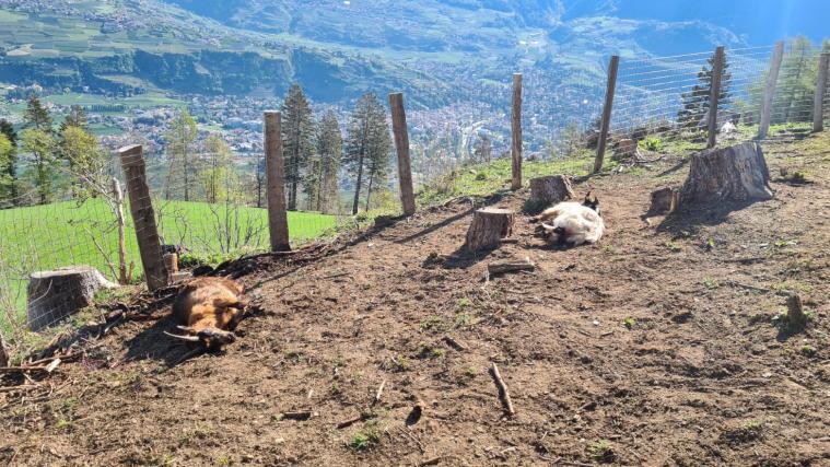 Der Bär riss mehrere Tiere am Flatscherhof in Marling.