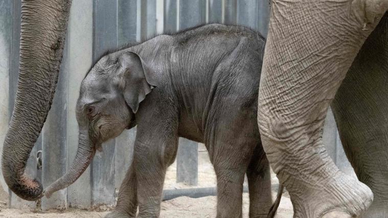Der französische Zoo und Vergnügungspark Pal nordwestlich von Lyon freut sich über ein Elefantenbaby.