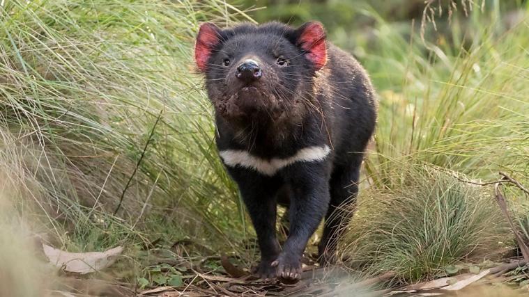 Der Tasmanische Teufel ist zurück in Australien.