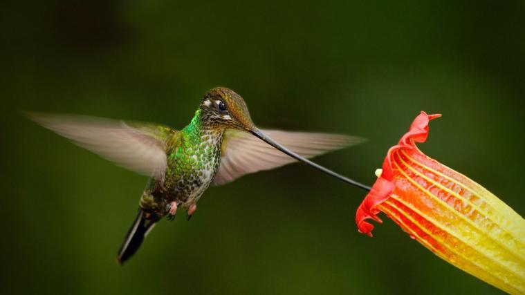Im Laufe der Evolution kann es zu einer Verschiebung von der Insekten zur Wirbeltierbestäubung kommen.