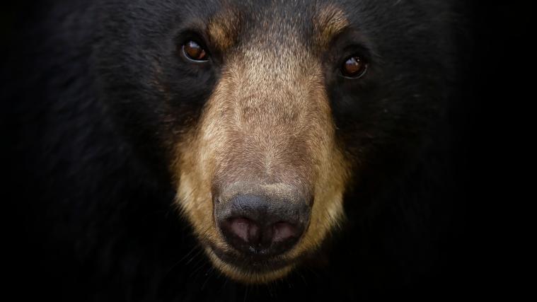 Ein Braunbär soll einen Mann in der Slowakei getötet haben.