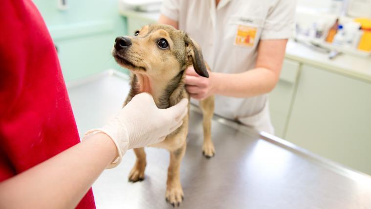 Humanmedizinische Arzneimittel sind nun auch für Tiere verschreibbar.