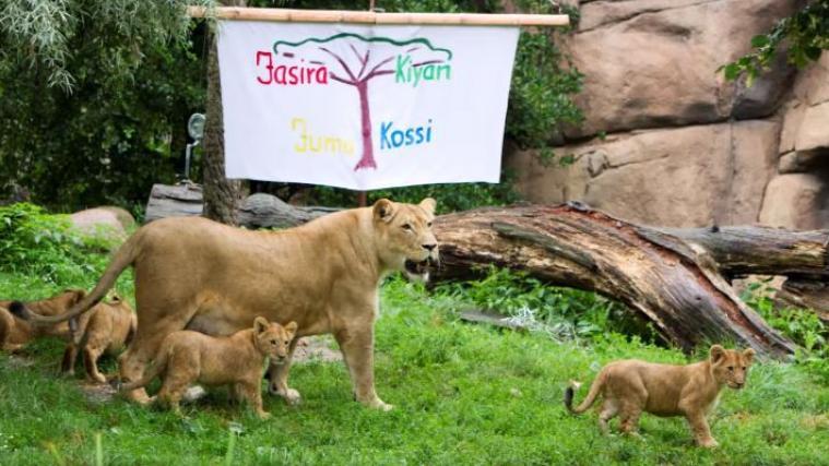 Löwen-Mama Kigali hat die Namen ihrer Vierlinge Jasira, Juma, Kossi und Kiyan enthüllt.