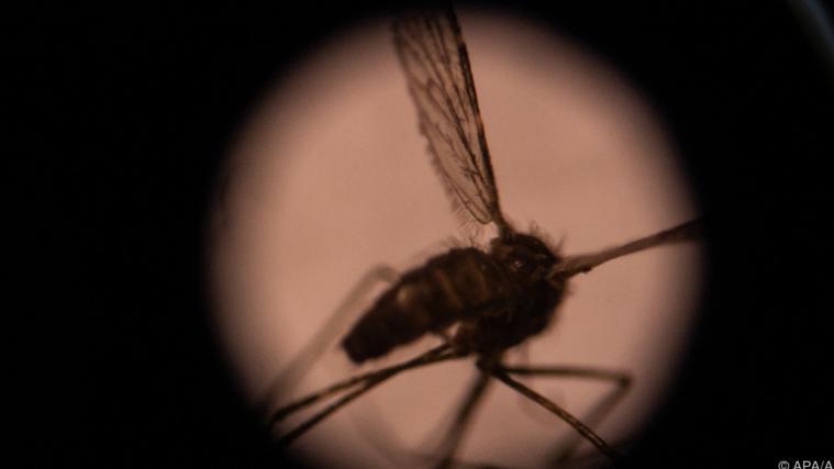 Malaria wird von infizierten Anopheles-Mücken übertragen.