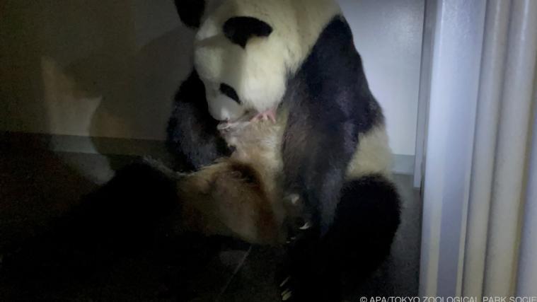 Panda-Mama Shin Shin mit einem der Babys.