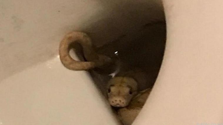 Bei der Schlange handelte es sich um eine ungiftige Albino-Netzpython.