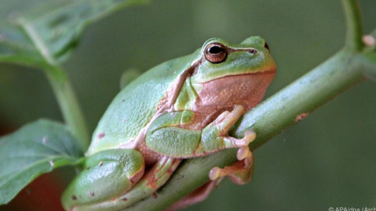 Biodiversitäts-Ziel: Bis 2050 „im Einklang mit der Natur leben“.