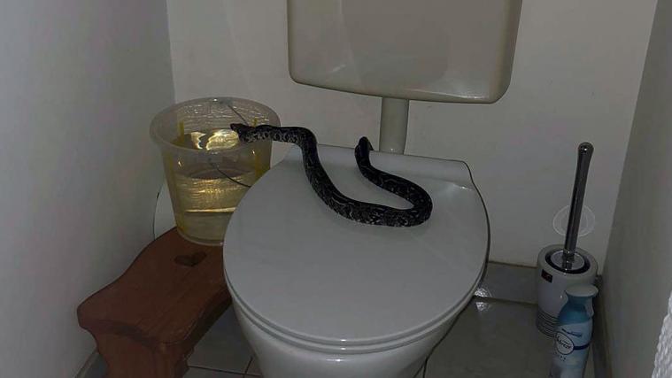 Eine Frau entdeckte in Wien eine Schlange in ihrer Toilette.