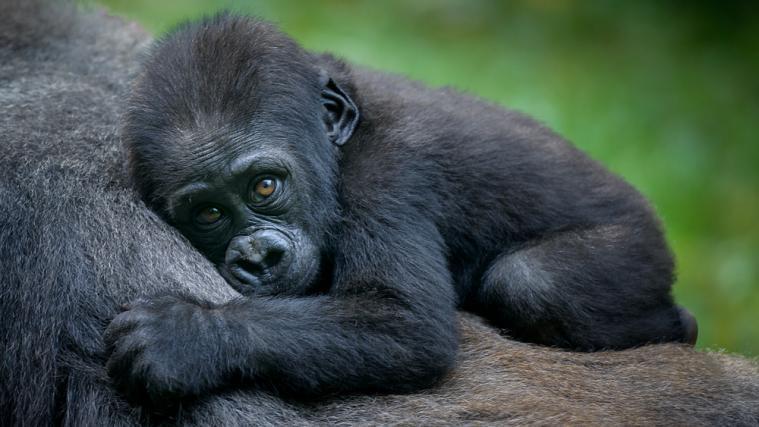 Im Zoo von San Diego waren Anfang des Jahres mehrere Gorillas positiv auf das Coronavirus getestet worden. (Symbolbild)