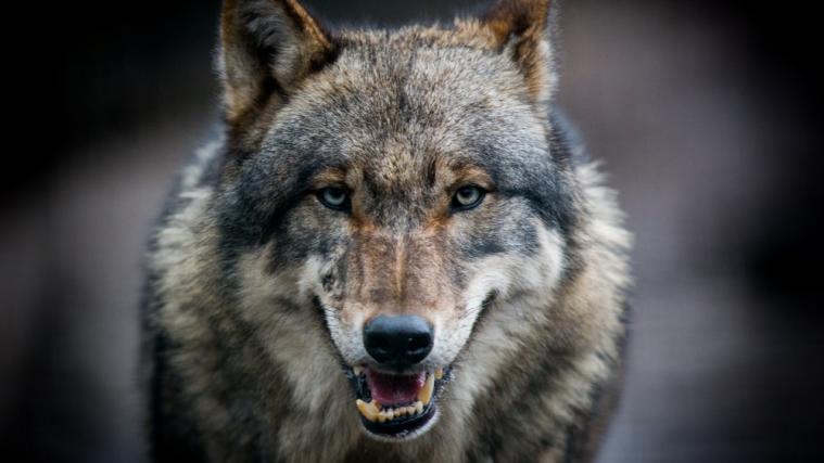 In Helfenberg wurde am vergangenen Wochenende mutmaßlich ein Wolf erschossen.