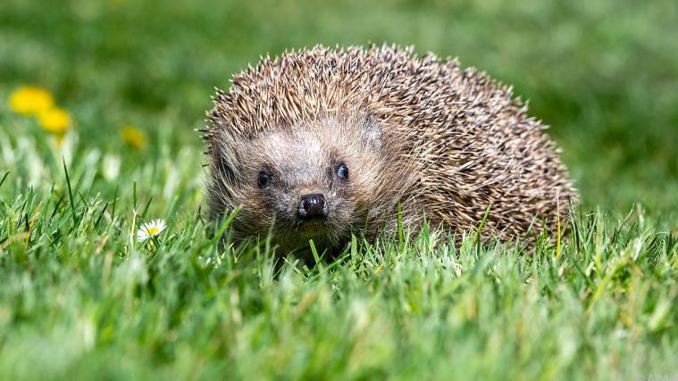 Liebestolle Igel können ganz schön laut werden.